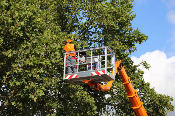 Best Leaf Removal  in Chickasha, OK