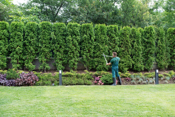 Professional Tree Services in Chickasha, OK