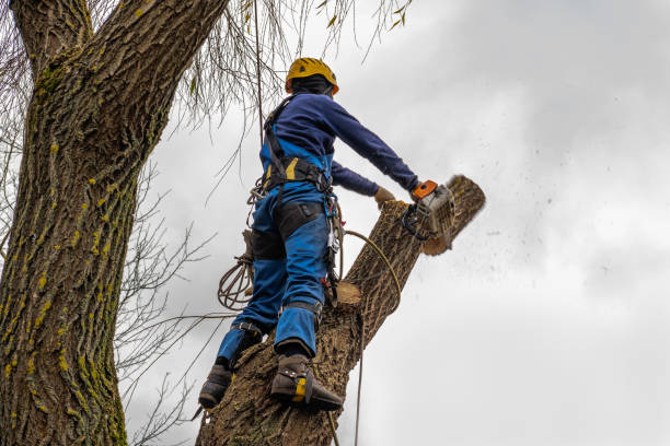 Best Tree Mulching  in Chickasha, OK