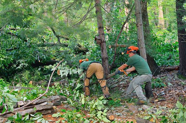 Best Hazardous Tree Removal  in Chickasha, OK