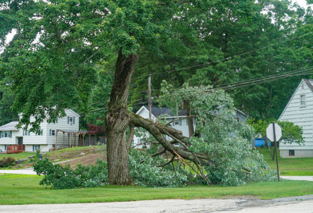 Best Root Management and Removal  in Chickasha, OK