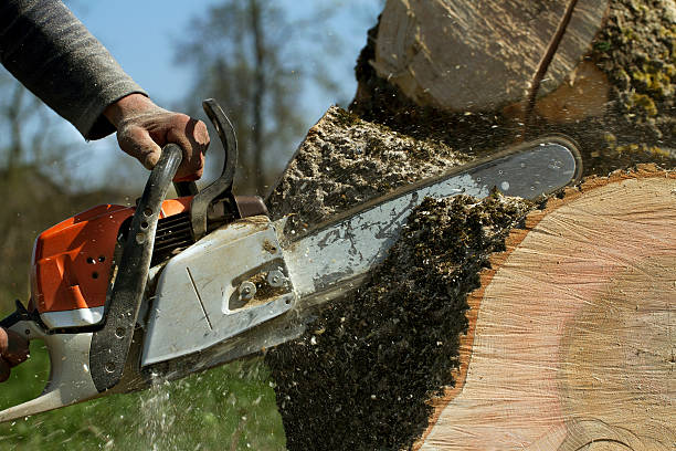How Our Tree Care Process Works  in  Chickasha, OK